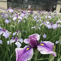 あやめ公園の写真・動画_image_602692