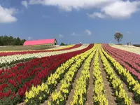 四季彩の丘の写真・動画_image_606920