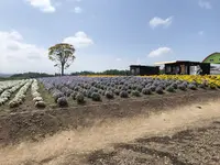 四季彩の丘の写真・動画_image_606922