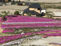 芝桜富士の写真・動画_image_607355