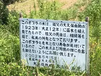 ケンとメリーの木の写真・動画_image_608837