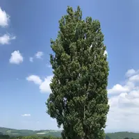 ケンとメリーの木の写真・動画_image_608838