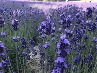 ファーム富田の写真・動画_image_608858