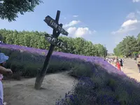 ファーム富田の写真・動画_image_608859