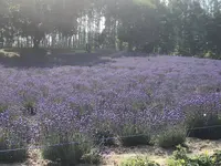 ファーム富田の写真・動画_image_608860