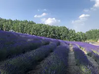 ファーム富田の写真・動画_image_608861