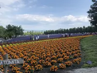 ファーム富田の写真・動画_image_608862