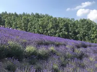 ファーム富田の写真・動画_image_608863