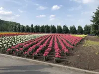 ファーム富田の写真・動画_image_608864