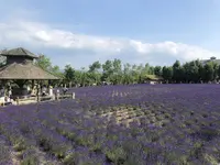 ファーム富田の写真・動画_image_608866