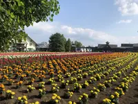 ファーム富田の写真・動画_image_608867