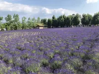 ファーム富田の写真・動画_image_608868