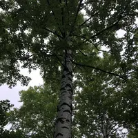 十勝千年の森の写真・動画_image_608912