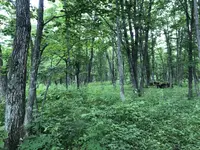 十勝千年の森の写真・動画_image_608914