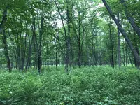 十勝千年の森の写真・動画_image_608918