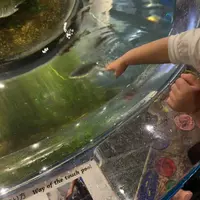 サケのふるさと 千歳水族館の写真・動画_image_609288