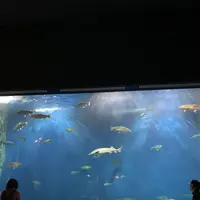 サケのふるさと 千歳水族館の写真・動画_image_609289