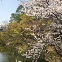 倉敷美観地区の写真・動画_image_609416