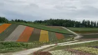 四季彩の丘の写真・動画_image_610302