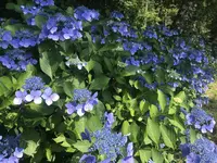 前山寺の写真・動画_image_613360