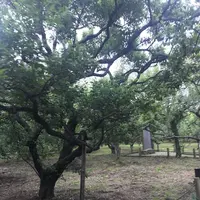 偕楽園の写真・動画_image_614538