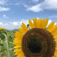 南光ひまわり畑の写真・動画_image_617377