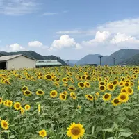 南光ひまわり畑の写真・動画_image_617378
