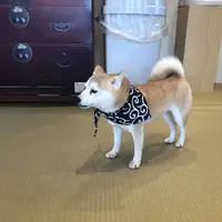 鎌倉乃豆柴カフェの写真・動画_image_624638
