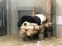 上野動物園の写真・動画_image_624793