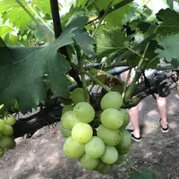 出山果樹園の写真・動画_image_627870