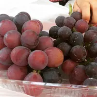 出山果樹園の写真・動画_image_627895