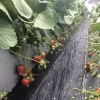 順子の苺園の写真・動画_image_627937