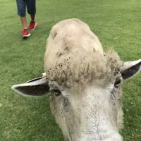 まかいの牧場の写真・動画_image_628489