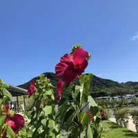 道の駅 保田小学校の写真・動画_image_629247
