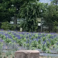 ハーブ庭園旅日記の写真・動画_image_629264