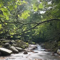 スッカン沢の写真・動画_image_630303