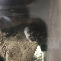 アクアマリンいなわしろカワセミ水族館の写真・動画_image_630761