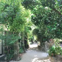 備瀬のフクギ並木の写真・動画_image_632676