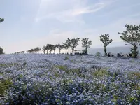 PALM GARDEN MAISHIMA by WBF（パームガーデン舞洲）の写真・動画_image_637656