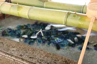 森戸神社の写真・動画_image_638928