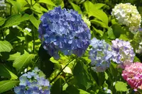 長谷寺の写真・動画_image_638962
