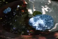 明月院（あじさい寺）の写真・動画_image_638965