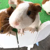 那須ハイランドパークの写真・動画_image_639583