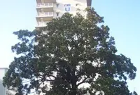 毛馬町の写真・動画_image_640179