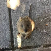 Rottnest Island（ロットネスト島）の写真・動画_image_640474