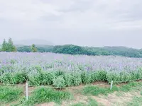 あわじ花さじきの写真・動画_image_641598