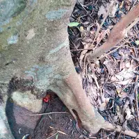 芥屋の大門公園の写真・動画_image_642676