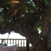 ワイキキの写真・動画_image_643504