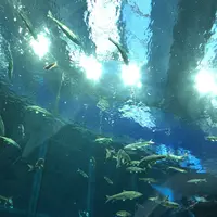 琵琶湖博物館の写真・動画_image_645543