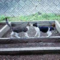 佐柳島の写真・動画_image_648392